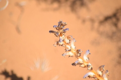 Orobanche cernua