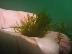 Bryopsis