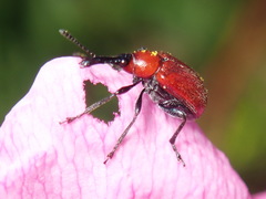 Merhynchites bicolor
