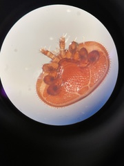 Varroa