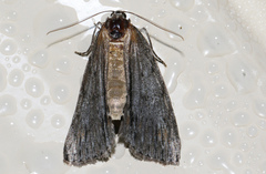 Chlenias stenosticha