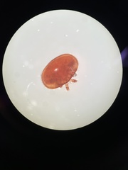 Varroa