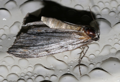 Chlenias stenosticha