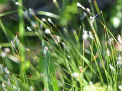 Trichophorum alpinum