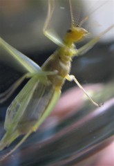 Oecanthus argentinus