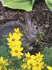 Sylvilagus floridanus