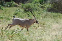 Oryx beisa beisa