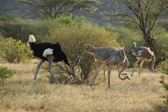 Struthio molybdophanes