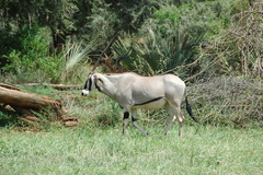 Oryx beisa beisa