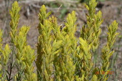 Castilleja flava flava