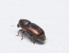 Urodontinae
