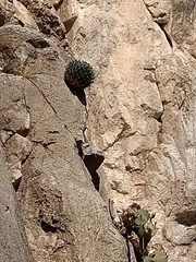 Agave victoriae-reginae