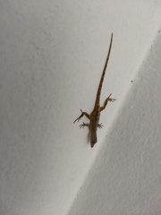 Anolis
