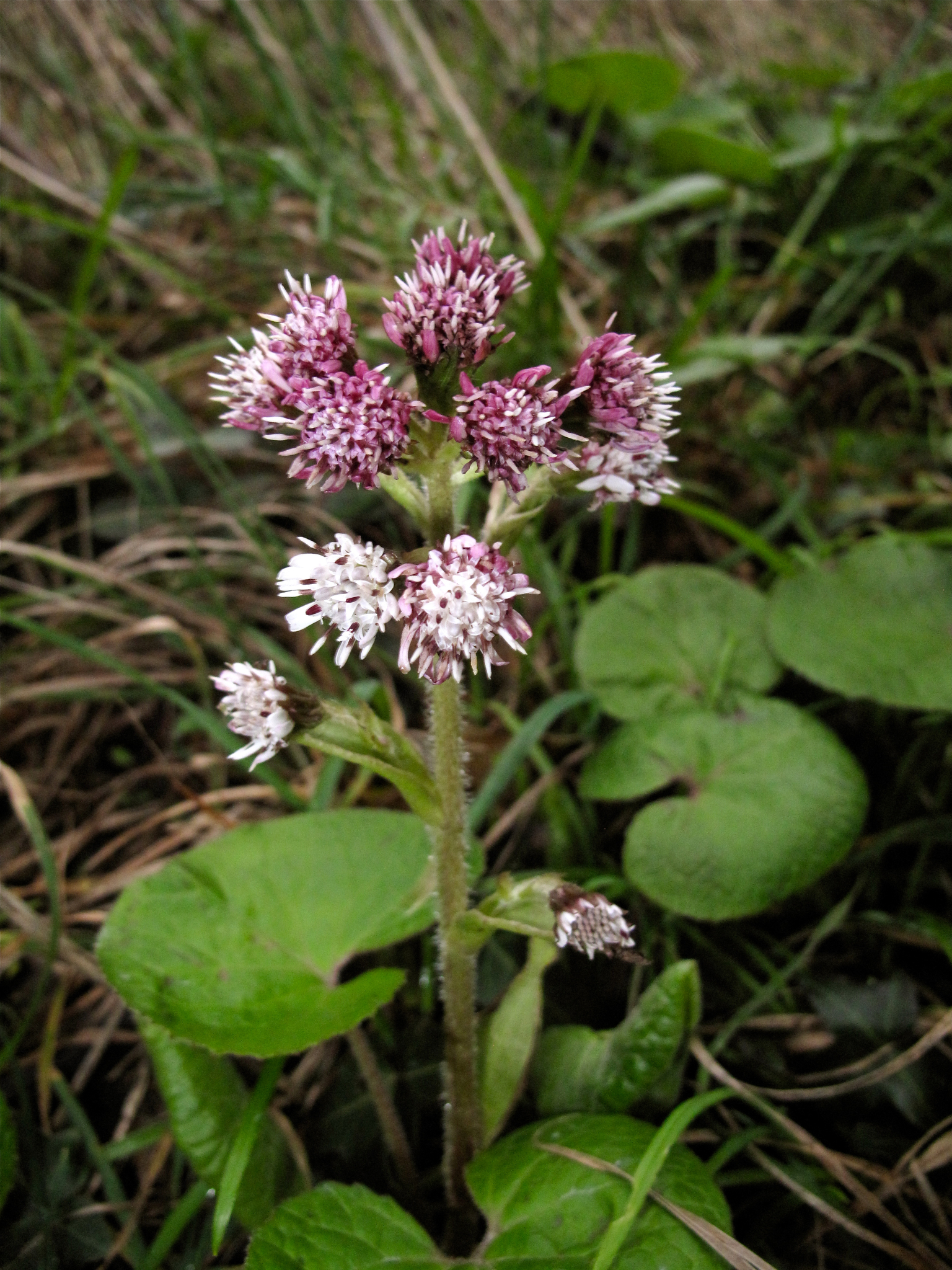 Winter Heliotrope (Petasites fragrans) · iNaturalist United Kingdom