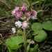 Winter Heliotrope - Photo (c) Andy Phillips, some rights reserved (CC BY-ND)