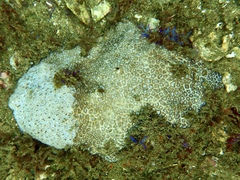 Plesiastrea versipora
