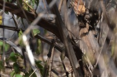 Cercotrichas quadrivirgata