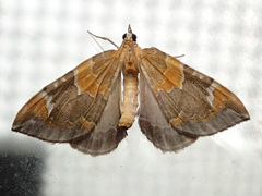 Eulithis pyropata