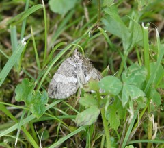 Hydriomena impluviata