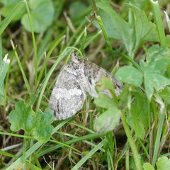 Hydriomena impluviata