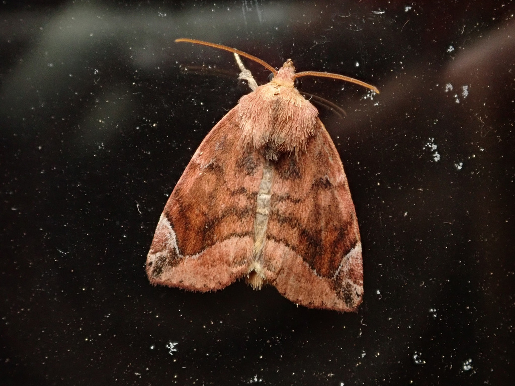 Lunar-spotted Pinion
