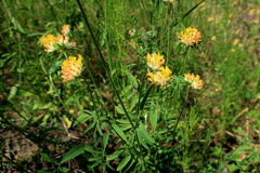 Anthyllis vulneraria polyphylla