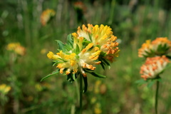 Anthyllis vulneraria polyphylla