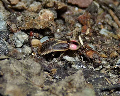 Photinus scintillans