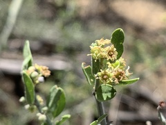 Sarcomphalus obtusifolius canescens