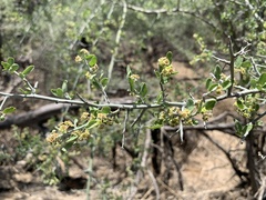 Sarcomphalus obtusifolius canescens