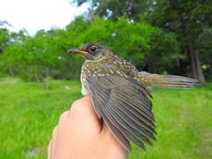 Catharus mexicanus