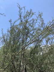 Sarcomphalus obtusifolius canescens