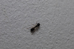 Camponotus bertolonii