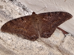 Ascalapha odorata