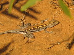Ctenophorus maculatus