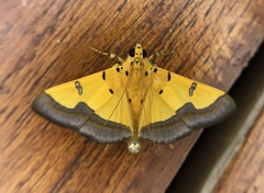 Endocrossis flavibasalis