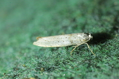 Yponomeuta malinellus