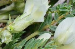 Astragalus angustifolius