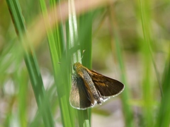 Euphyes bimacula