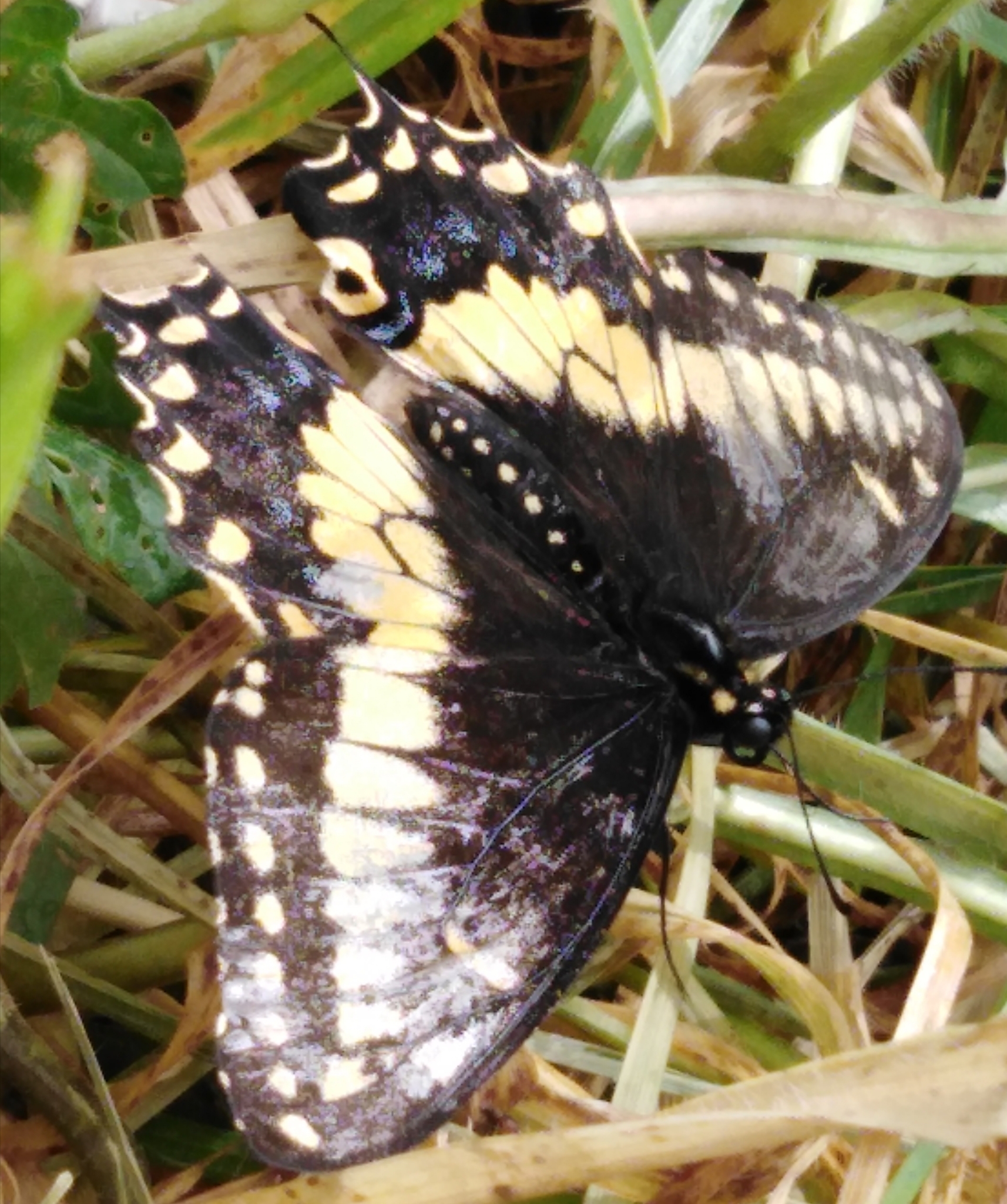 Papilio polyxenes image