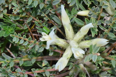 Astragalus angustifolius
