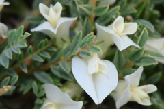 Astragalus angustifolius