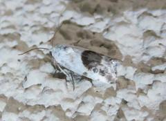 Ponometia erastrioides