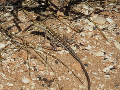 Ctenophorus maculatus