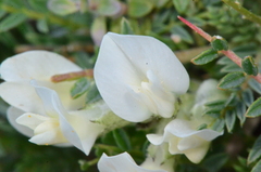 Astragalus angustifolius