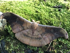 Antheraea platessa