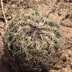 Coryphantha delicata