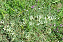 Astragalus angustifolius