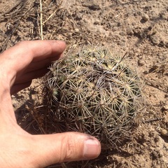 Coryphantha delicata