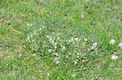Astragalus angustifolius
